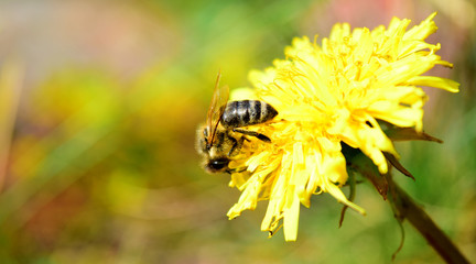 Bee on dandelion