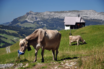 Kühe an der Alpe Jänzimatt