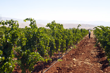 Weinbau Libanon