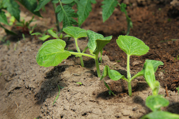 Small cucumber seedling over sunlight background