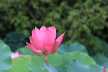 Obraz premium Lotus flower