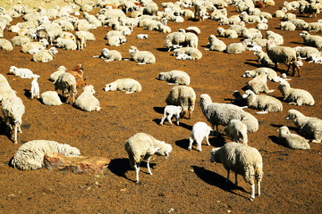 Bunch of sheep