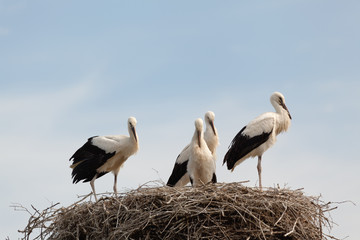 White stork baby birds in a nest