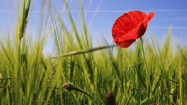 Mohnblume wiegt sich im Gerstenfeld