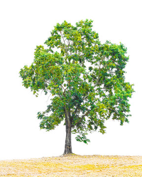 Pterocarpus indicus known by several common names, including Amb