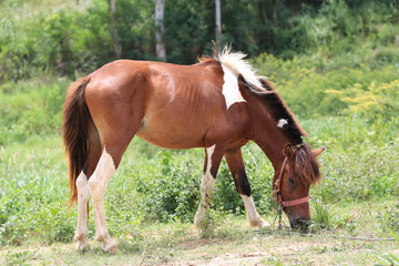 Obraz premium Bay horse grazing in spring pasture