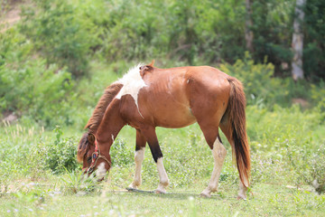 Obraz premium Bay horse grazing in spring pasture