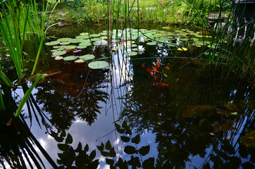 Gartenteich Goldfische