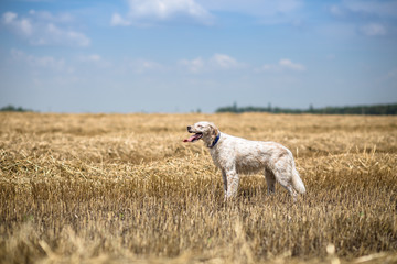 A dog on the meadow