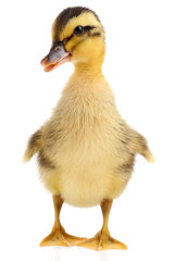 Little cute duckling isolated on white - obrazy, fototapety, plakaty