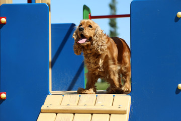 English cocker spaniel outdoors