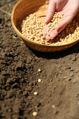 Sowing seeds into soil