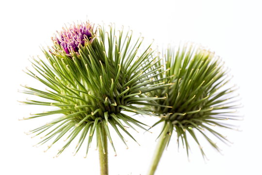 Klette, Arctium