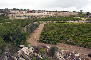 Weinbau Libanon