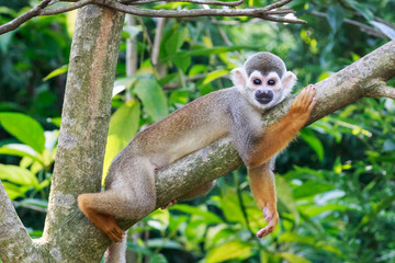 monkey rest on the tree