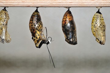 Hatching butterfly from cocon - obrazy, fototapety, plakaty