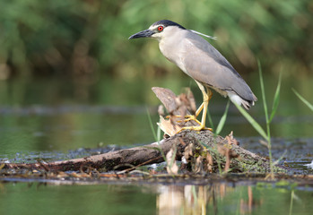 Black-crowned Night Heron
