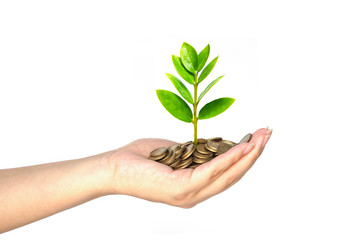 hand holding a young tree growing on coins