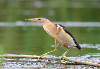 Little Bittern