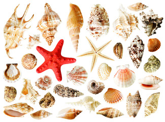 set of shells, isolated on white