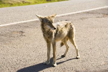 coyote