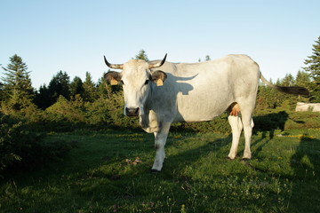 Vache gasconne