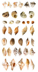 set of shells, isolated on white