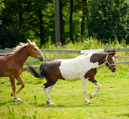 Running horse in meadow. Summer day