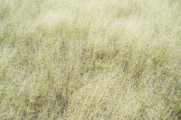 Grass field in the wind