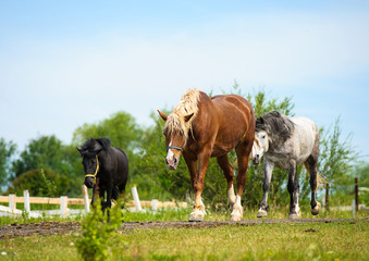 Fototapeta premium Horse in meadow. Summer day