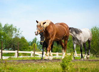 Obraz premium Horse in meadow. Summer day