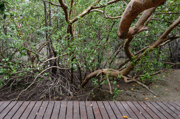 Mangrove forest