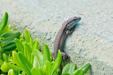 Small lizard near walkway.