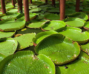 Big Lotus Oriental Garden Asia