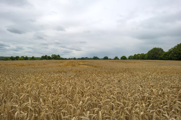 Corn growing on a field in summer