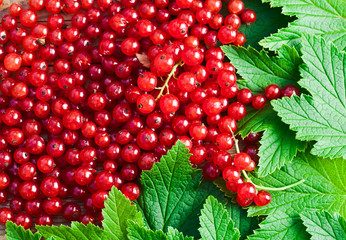 red currant
