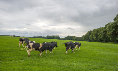 Cows in a meadow in summer