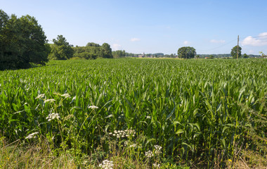 Fototapeta na wymiar Corn growing on a field in summer