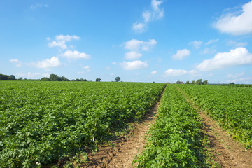 Fototapeta na wymiar Potatoes growing on a field in summer