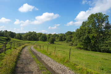 Fototapeta na wymiar Footpath through meadow and trees in summer