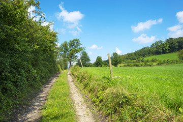 Footpath along a meadow in summer