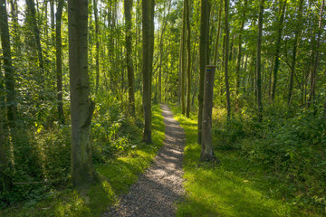 Footpath through a sunlit forest