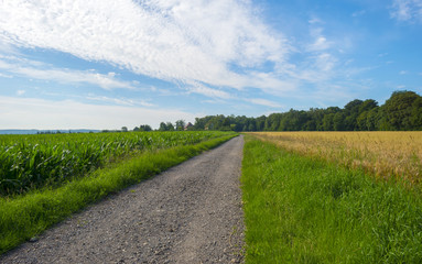 Footpath through corn and cereal in summer