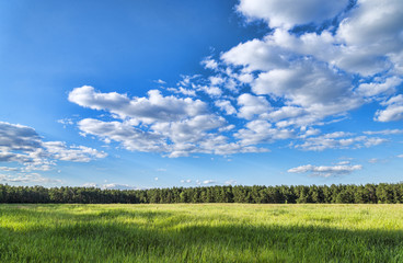 Obraz premium Summer green meadow landscape forest