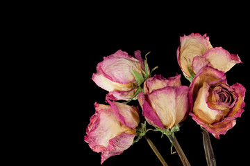 withered roses on black