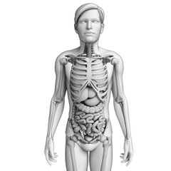 Digestive system of male anatomy