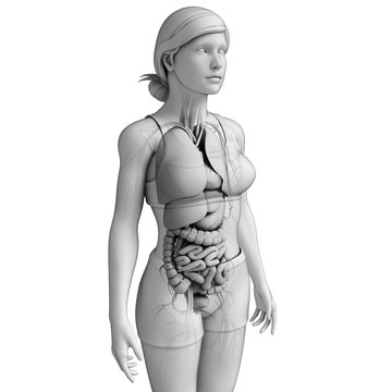 Female digestive system artwork