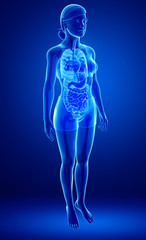 Xray digestive system of female body
