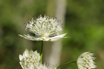 Grande astrance (astrantia major)