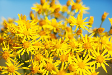 Spring daisy - Stock Image